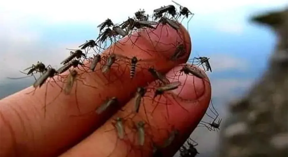 Tropski komarci šire bolesti po Parizu