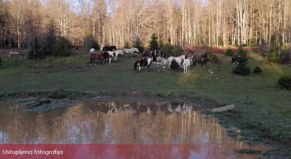 Predivni prizori slobodnih i razigranih konja kod Kneževa – VIDEO