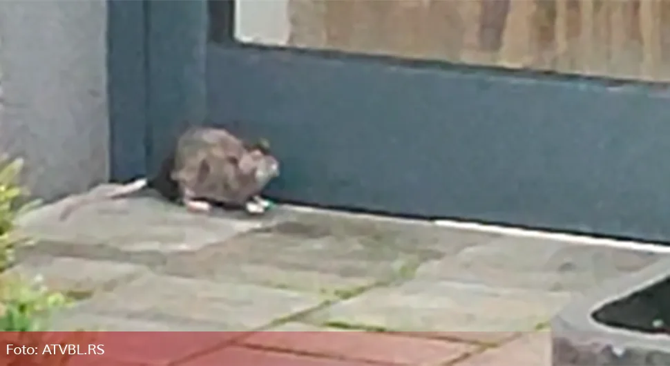 Pacov snimljen u Boriku