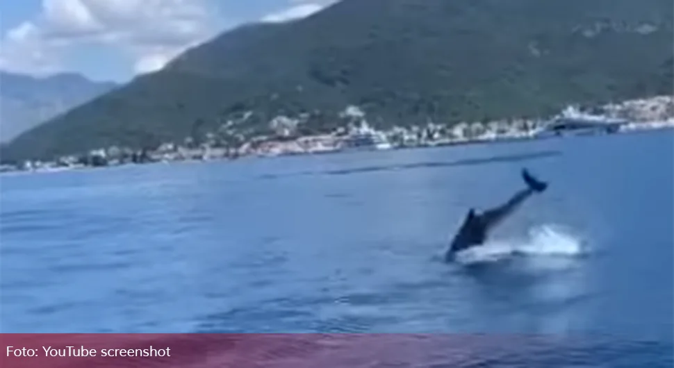 Delfin snimljen u Tivtu