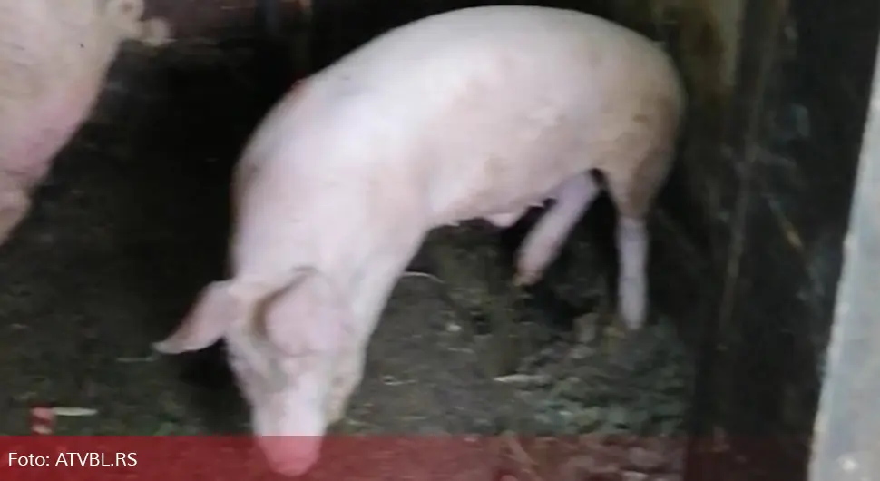 Epidemija afričke kuge svinja proglašena na cijeloj teritoriji Čačka
