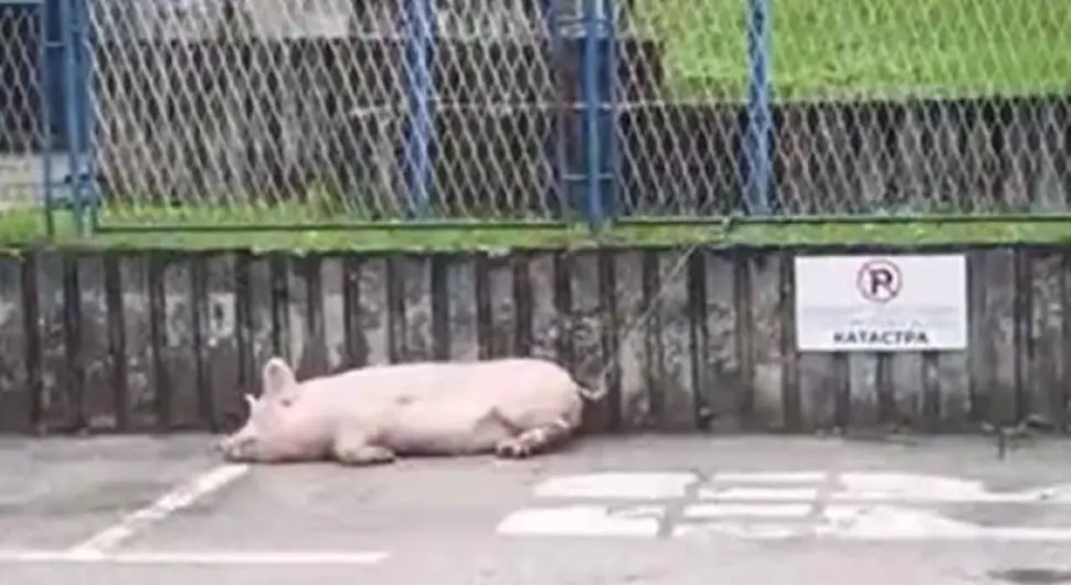 Neobičan prizor u Mrkonjić Gradu - Svinja zavezana na parkingu kod policije (VIDEO)