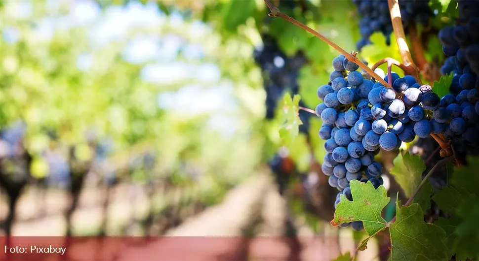 Vratio se iz Austrije i pravi velike vinograde u BiH