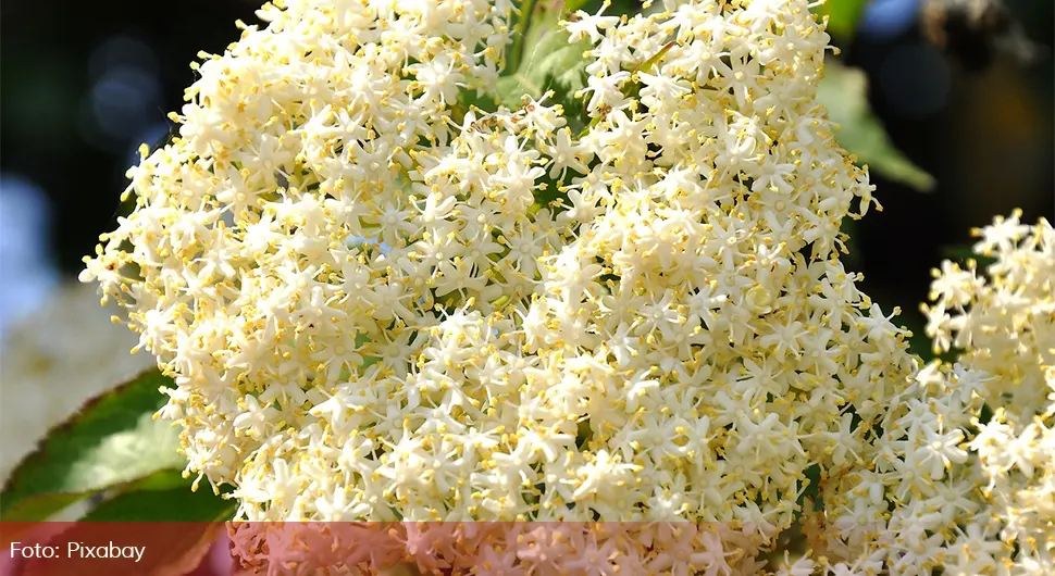 Старински рецепт за сок од зове са 40 цвјетова