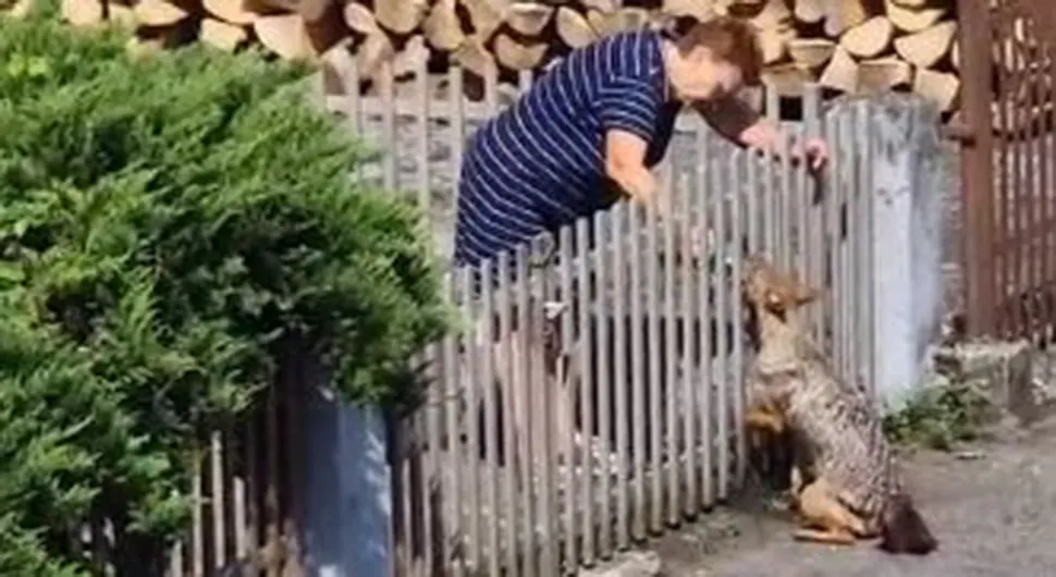 Iznemogli šakal potražio pomoć ljudi