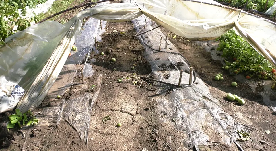 Najviše štete pričinjeno plastenicima