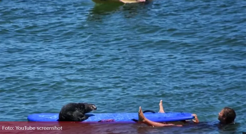 Vidre terorišu surfere i voze se na njihovim daskama