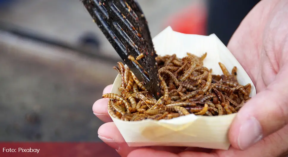 Insekti se probijaju do italijanskih tanjira uprkos otporu mnogih, pa i vlasti