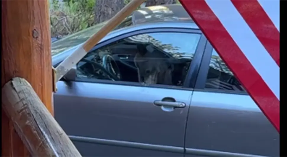 Medvjed se zaključao u automobilu, a onda je shvatio da ne može napolje