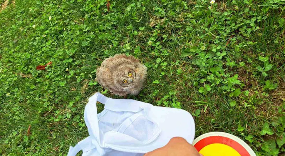 Policajci spasili malu sovu