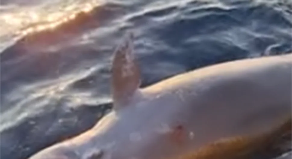 Mrtav delfin sa dvije rane pronađen kod Šolte