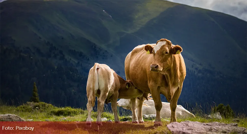 Ukrao krave i telad dok su bili na ispaši