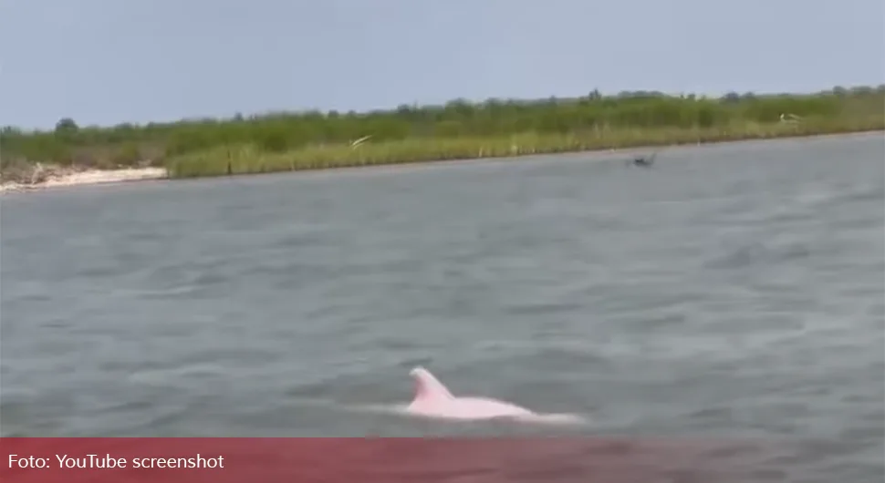 Snimljena jedna od najrjeđih životinja na svijetu