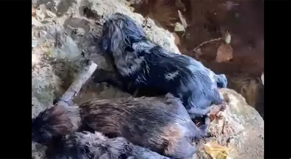 Čovjek bacio vreću s psićima u Neretvu, dječak skočio u rijeku da ih spasi