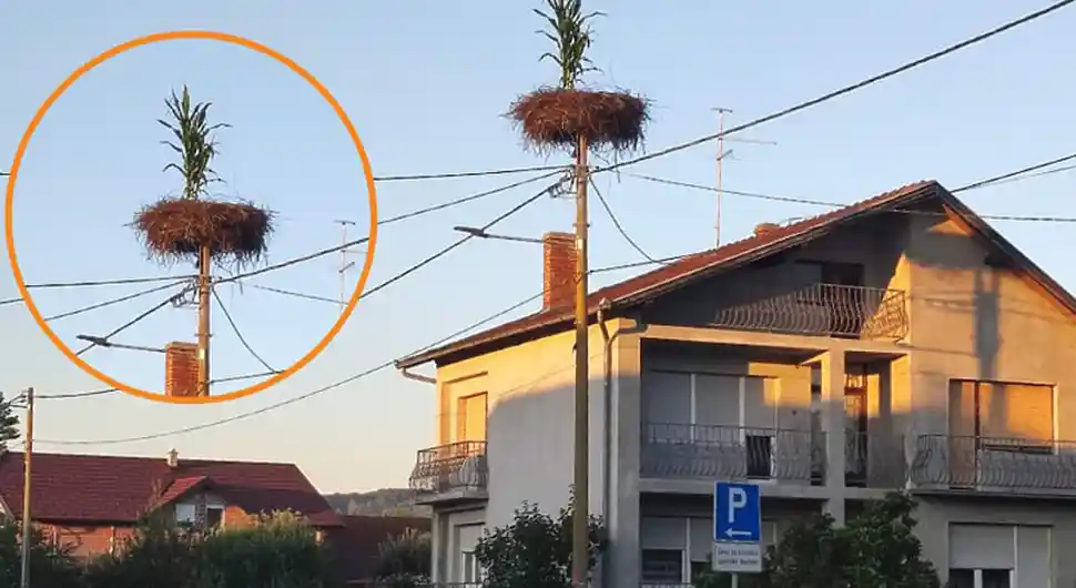 Neobičan prizor: Rode posadile kukuruz u svom gnijezdu, on uspio niknuti!