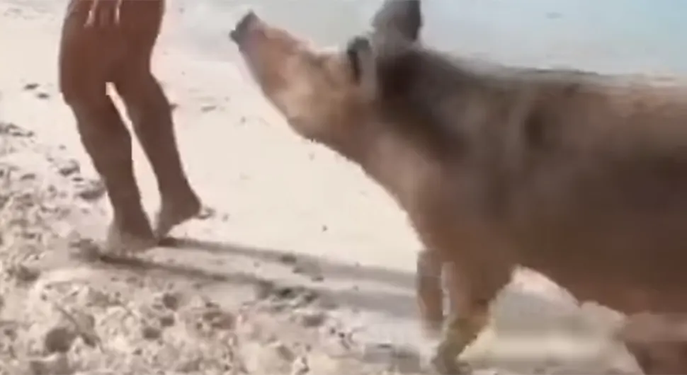 Nije mogla da odoli: Djevojku na plaži svinja ujela za zadnjicu - VIDEO