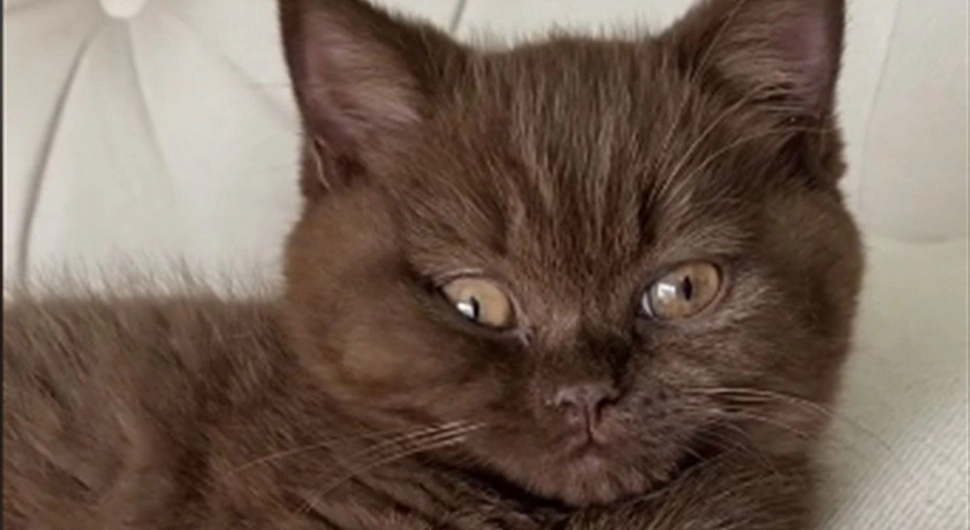 Prvi put odveli mačku na plažu, nije prošlo kako su planirali