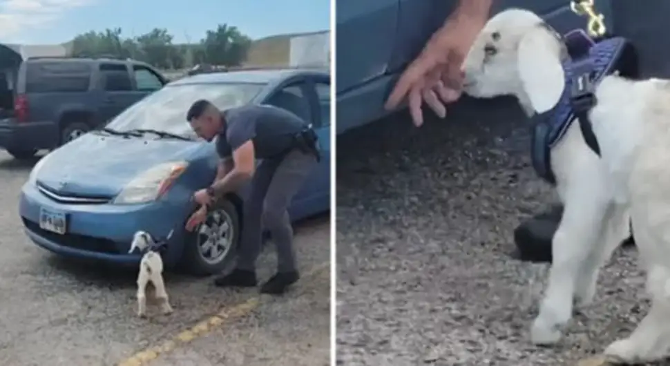 Upoznajte najslađeg policajca na svijetu