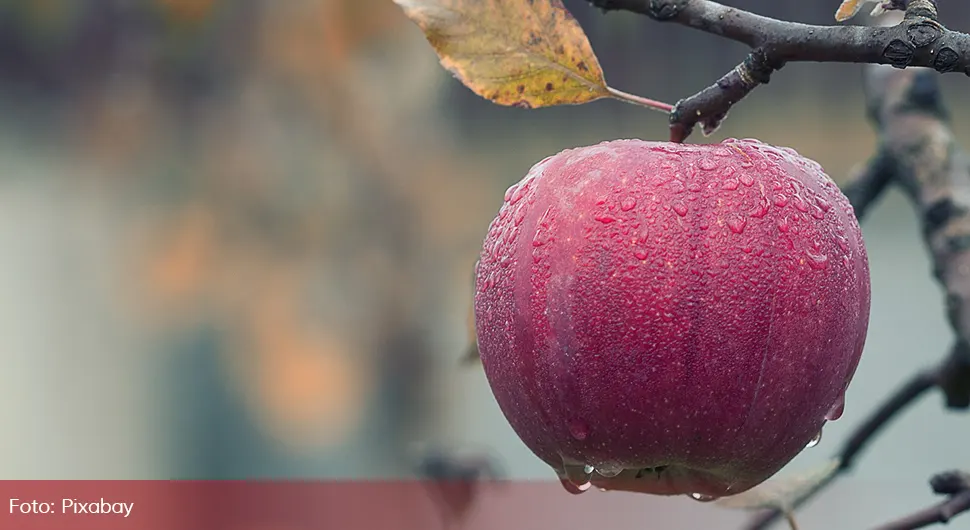 Виц дана: Ивица и јабуке