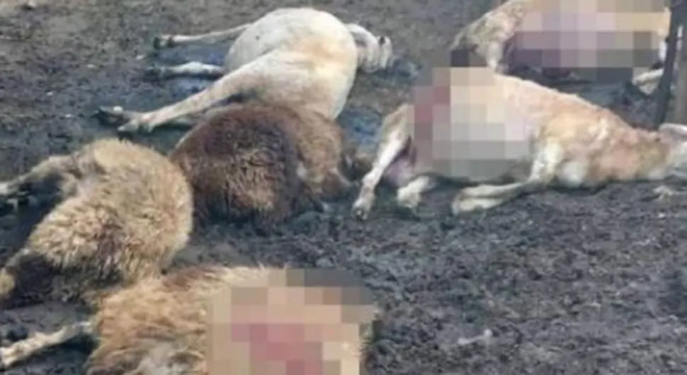 Vukovi zaklali 17 ovaca u selu: “Čuo sam pse kako laju”