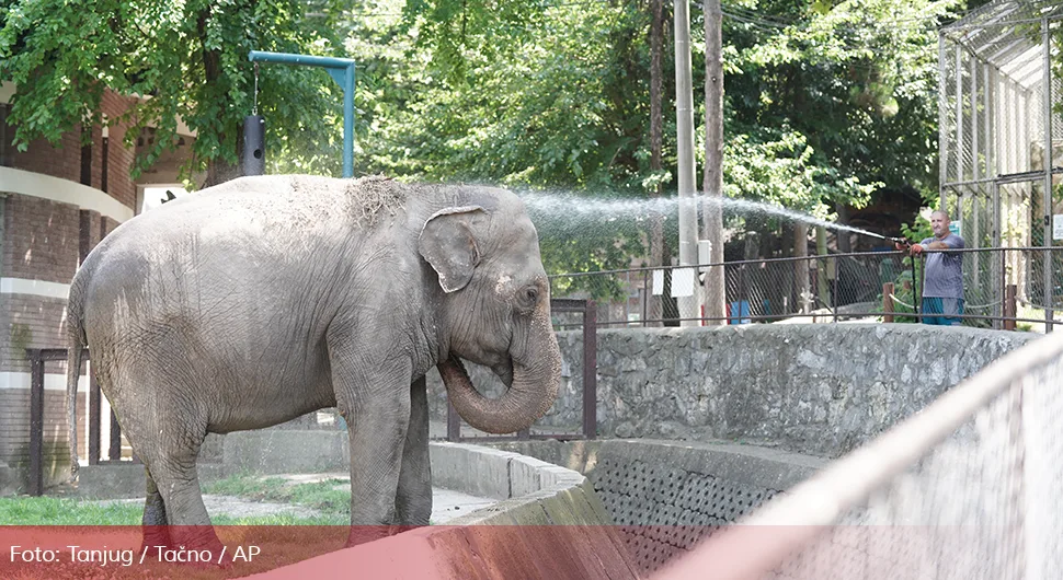 Uginula slonica Tvigi, miljenica zoo-vrta: Obožavala dvopeke