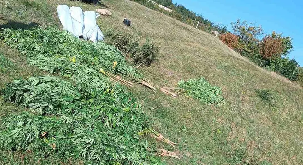 Пронађено 110 стабљика марихуане, ухапшене двије особе