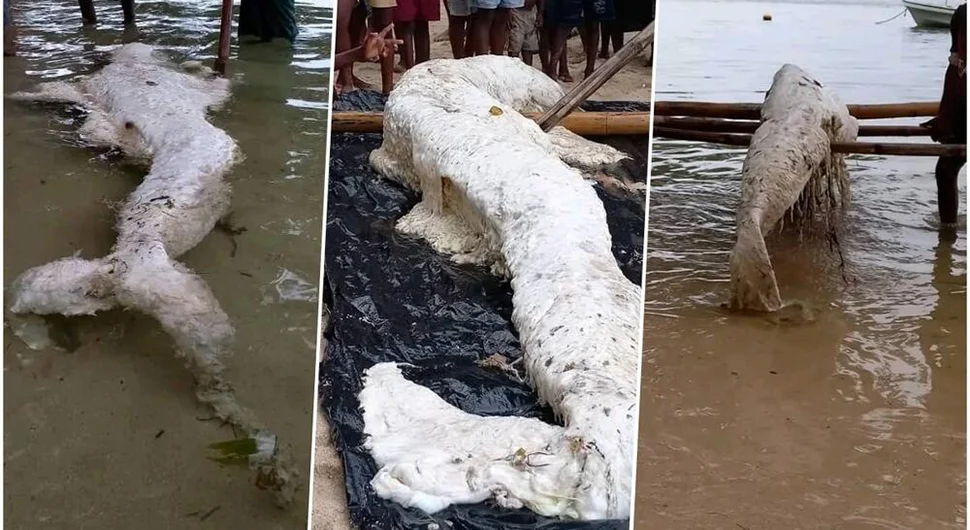 Вода избацила језивог створа на обалу удаљеног острва