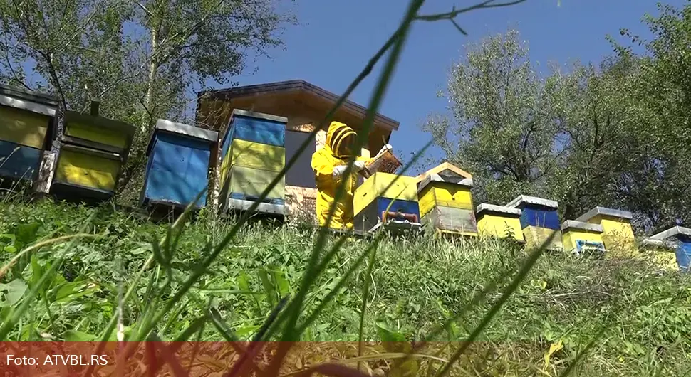 Апи коморе постају популарне у Српској