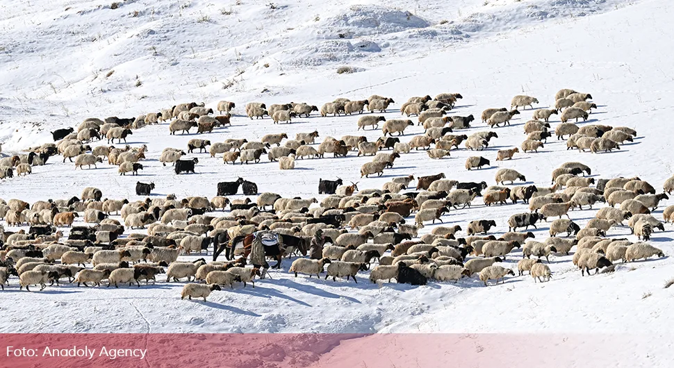 Чобанима отежан повратак са висоравни завејаних снијегом