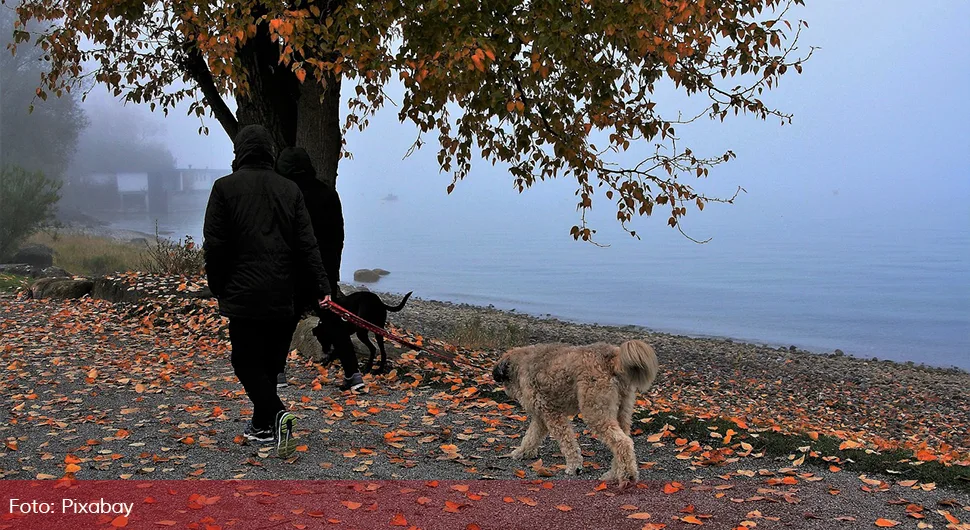 Како се бринути о кућним љубимцима током хладних и кишовитих дана