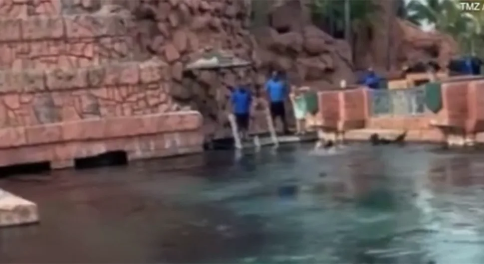 УЗНЕМИРУЈУЋЕ Морски пси напали дијете у луксузном одмаралишту