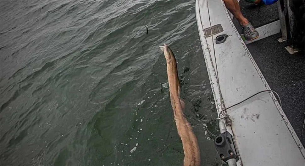 Из морских дубина извучен монструм од три метра