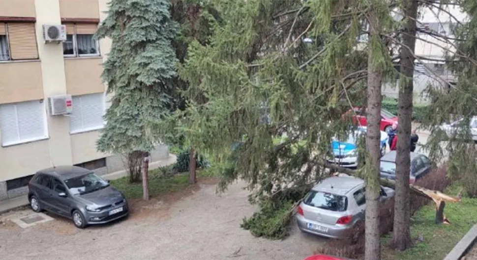 Посљедице јаког вјетра у Бањалуци: Дрво пало на аутомобил
