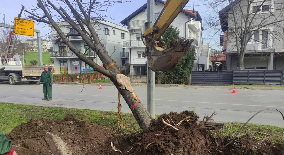 Бањалука добија нови кружни ток: У току пресађивање стабала