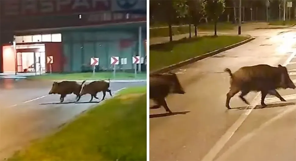 Дивље свиње прошетале градом