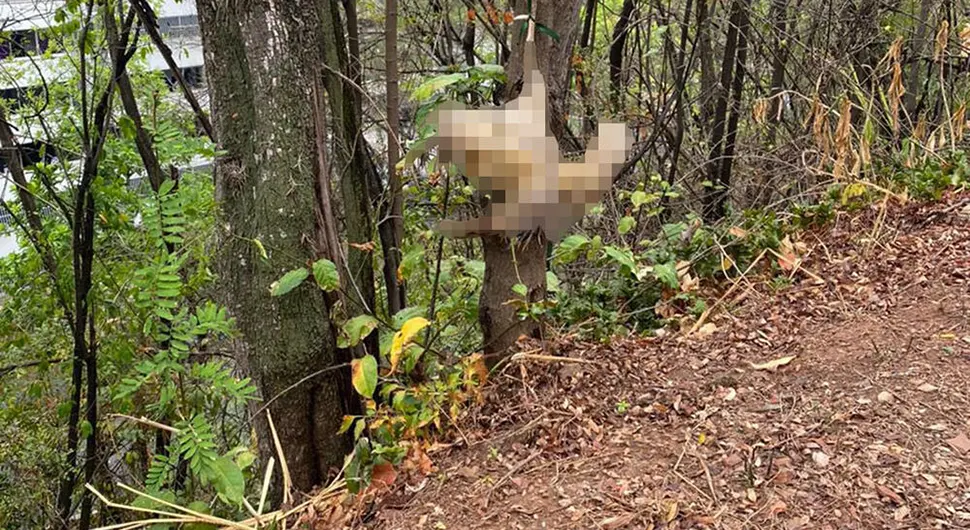 Узнемирујуће фотографије: Обезглавили животиње, па разапели на дрво