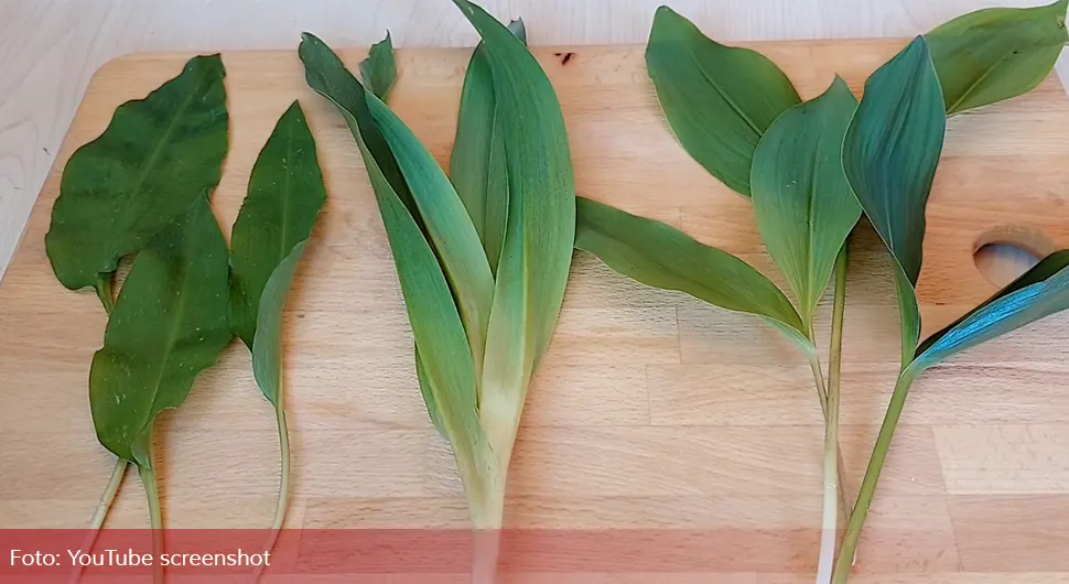 Све благодети сријемуша: Како се користи у кухињи