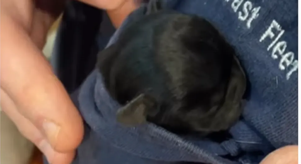 Џепни пас - Булдог толико мален да је стао у џеп