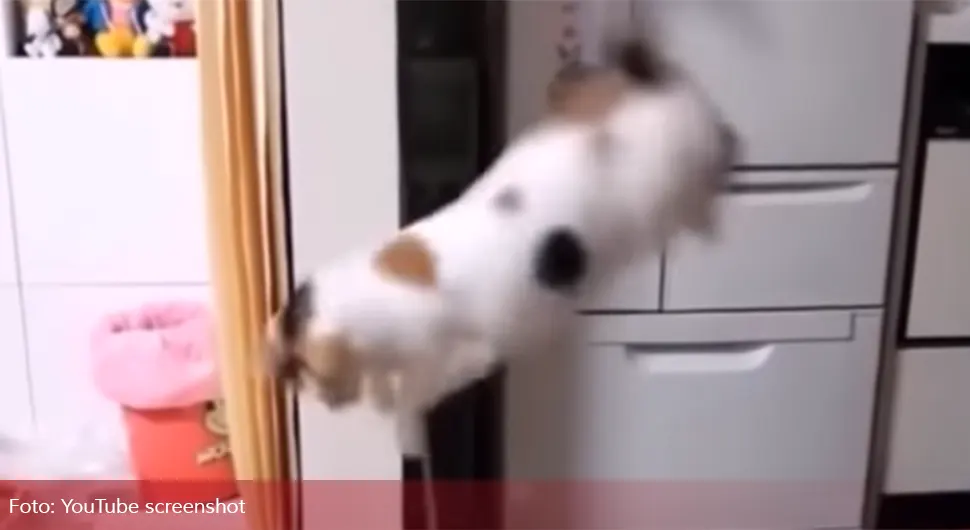 Зашто се мачке плаше краставаца