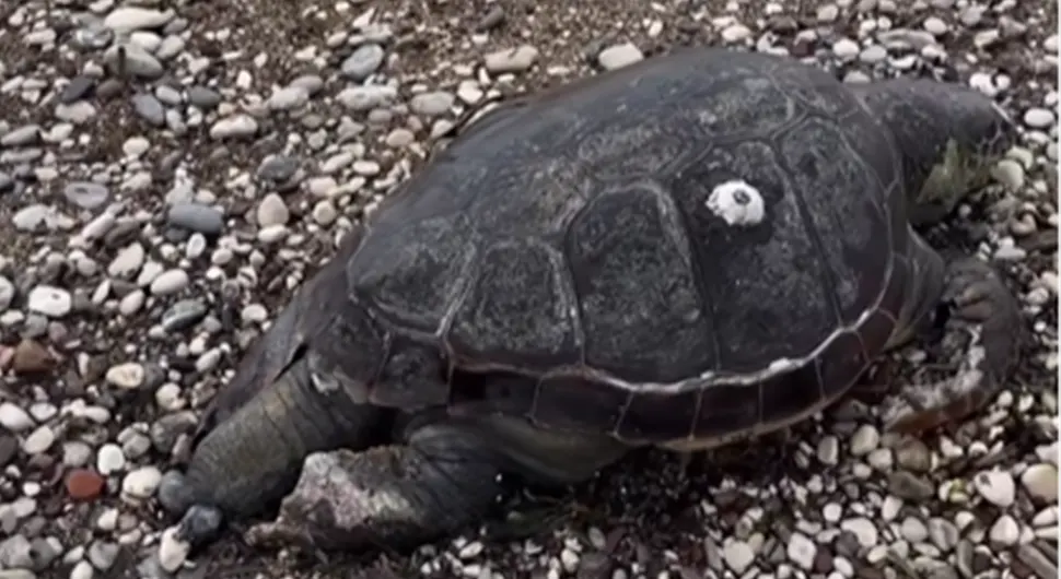 Непријатан призор на обали мора у Будви