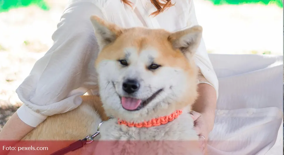 Ово су највјерније расе паса