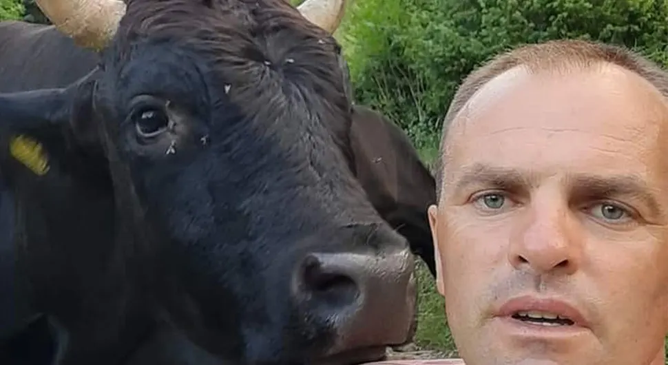 Бик усмртио власника (44) у Јајцу