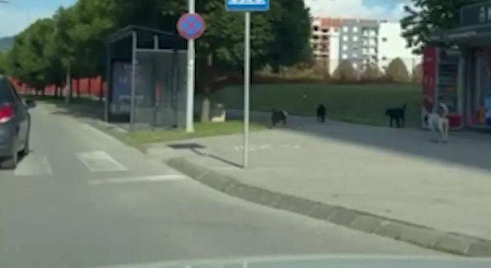 Нови напад паса луталица у Бањалуци