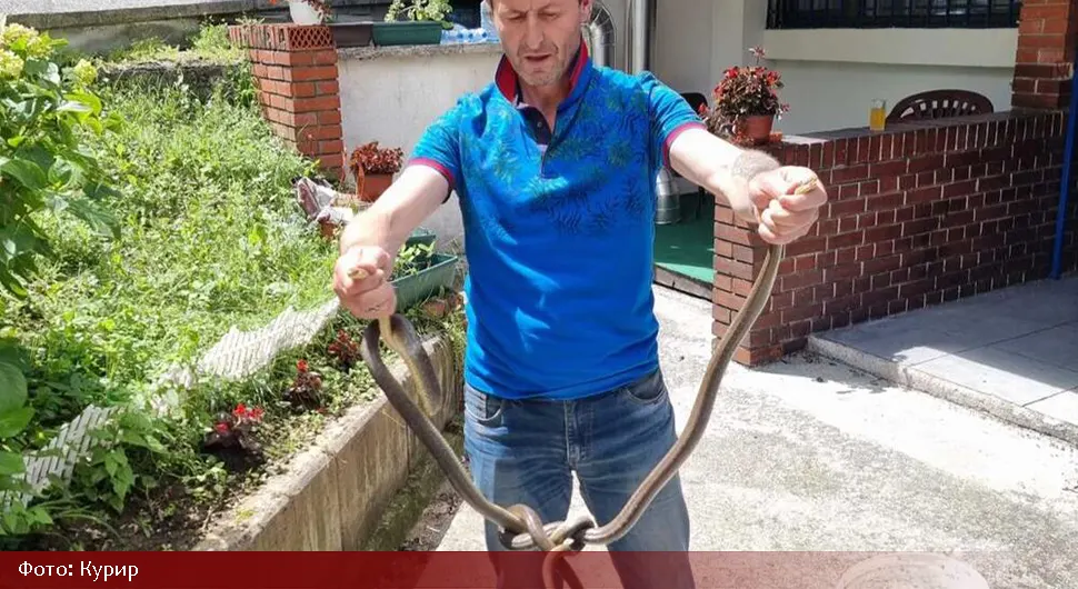 Хватач змија има пуне руке посла, голим рукама ухватио смукове током парења