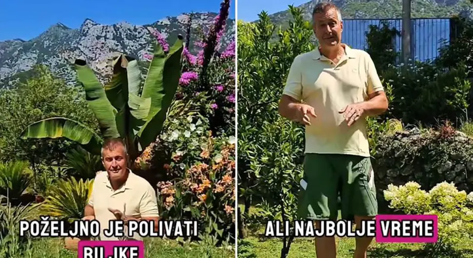 Када се љети заливају биљке?