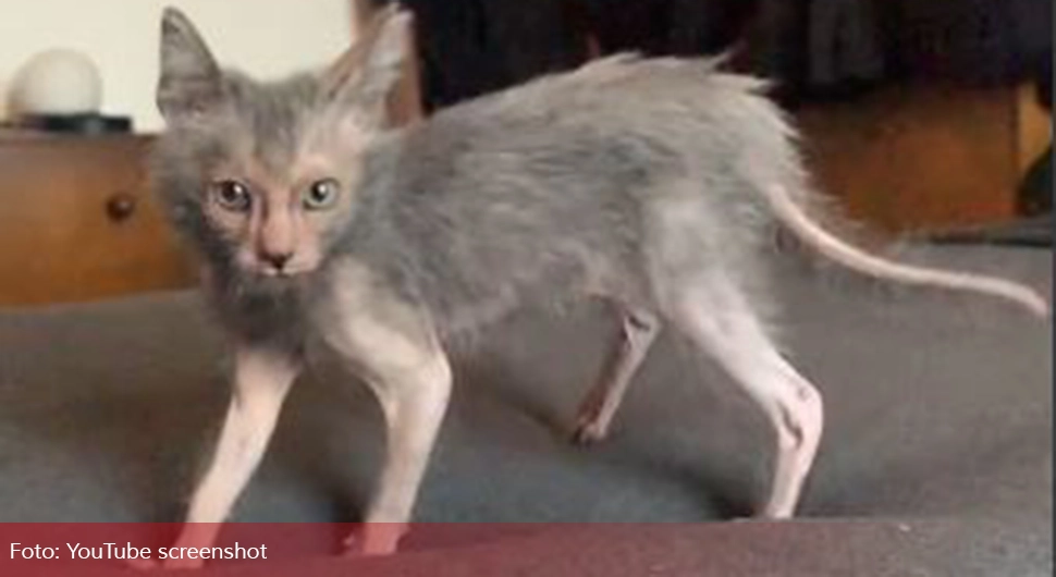 Подсјећа на вукодлака или пацова: Необична мачка важи за веома интелигентну