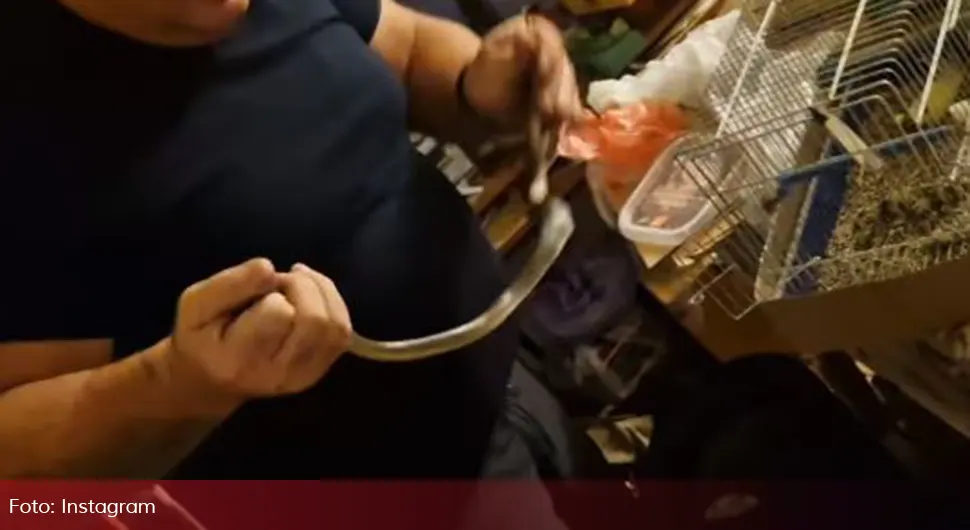 Страшна слика из куће у Србији: Змија појела канаринце, нашли је у кавезу