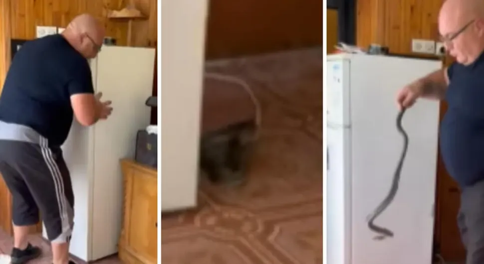 Српски змијоловац ухватио капиталца који се сакрио иза фрижидера