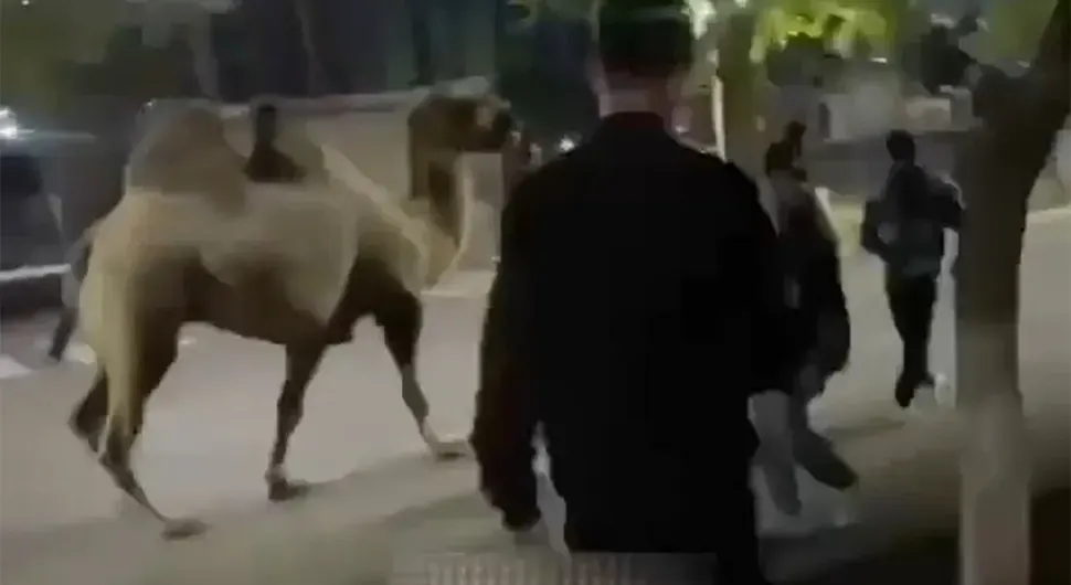 Украли камилу из циркуса