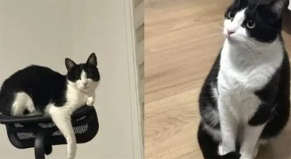 Нуди 5.000 марака: Ако видите ову мачку јавите се власнику